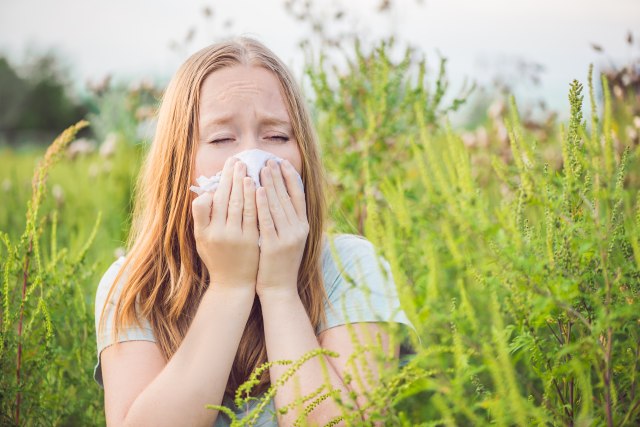 Možete da odahnete: Prolazi sezona alergije na ambroziju VIDEO